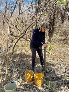 native carnauba, carbon capture, carbon sequestration